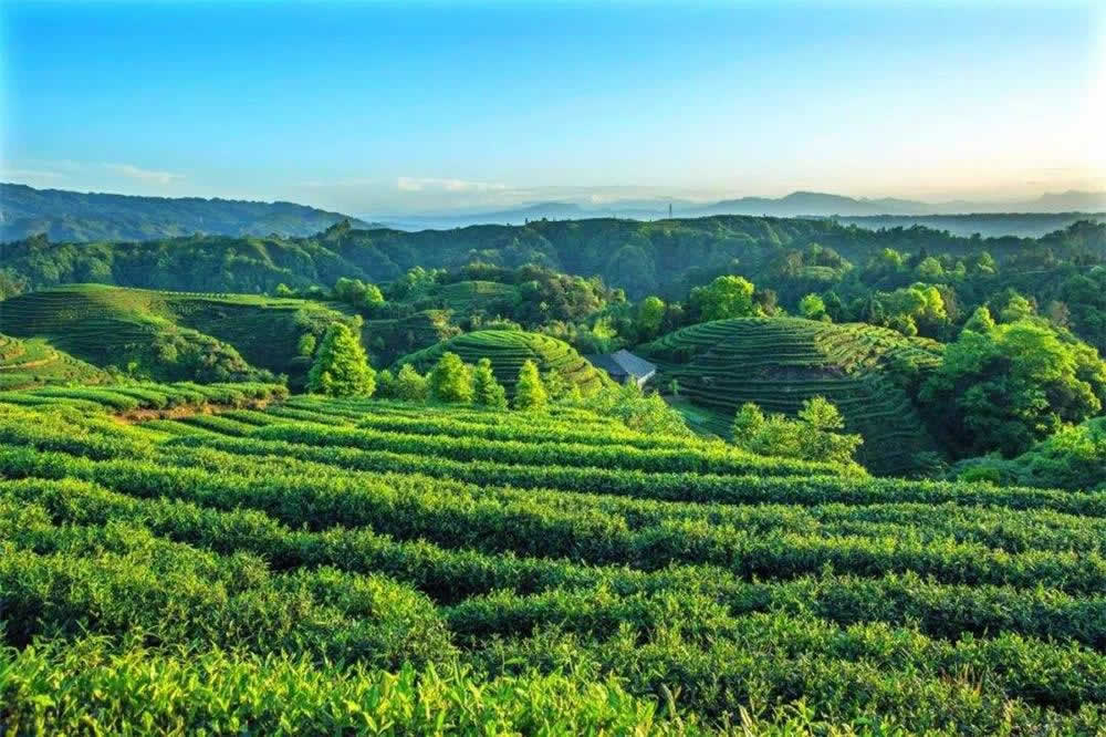3 Days Sichuan Culture Tour of Panda, Buddha, Paper and Tea