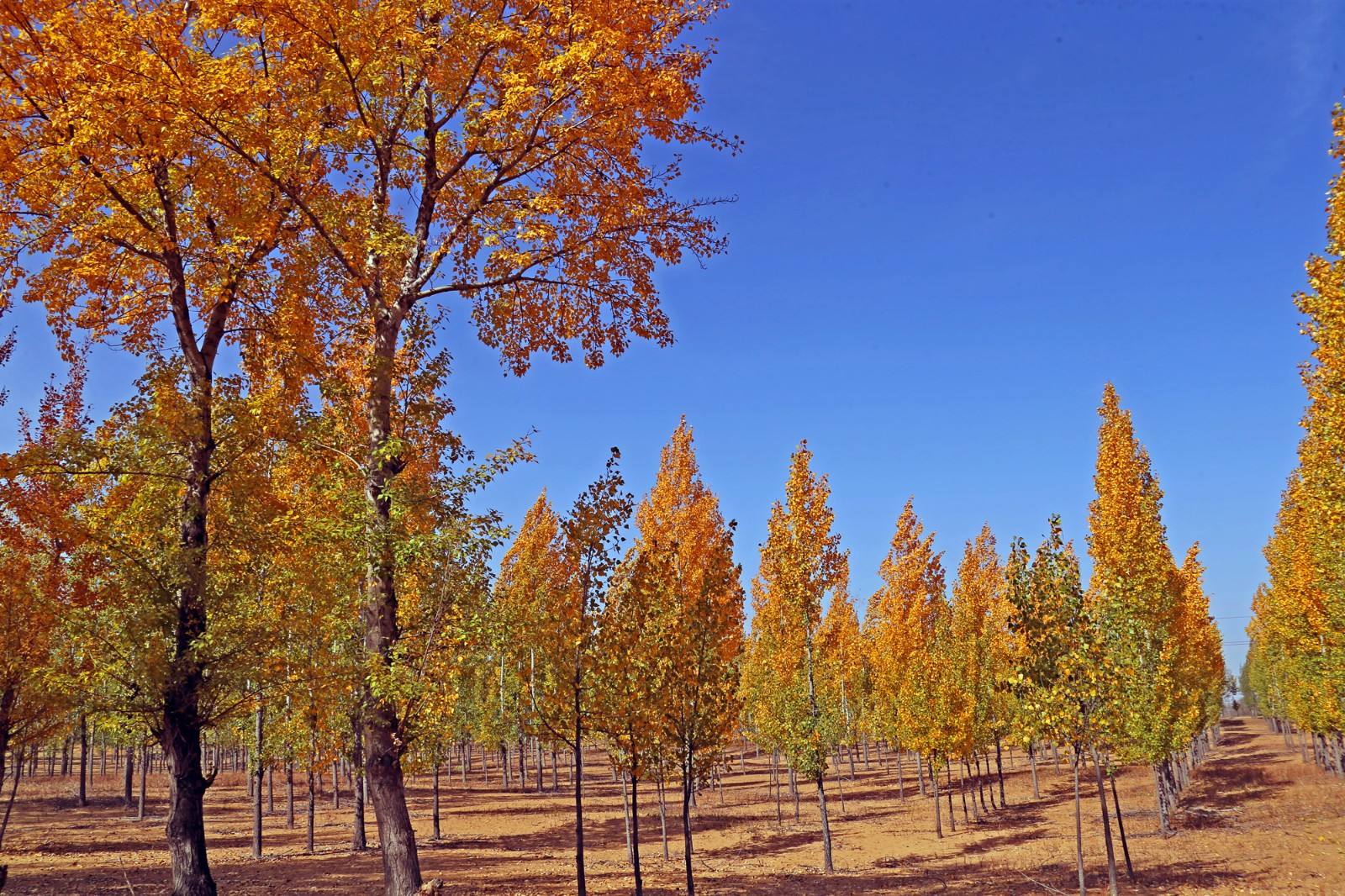 Yangshu_Forest_1.jpg