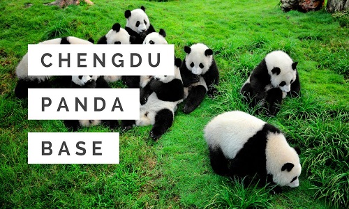 Chengdu-Research-Base-of-Giant-Panda-Breeding Chengdu-Research-Base-of-Giant-Panda-Breeding